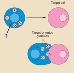 cytotoxic T cells or cytotoxic T cells or