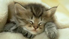 daily torpor daily torpor