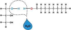 dehydration synthesis dehydration synthesis