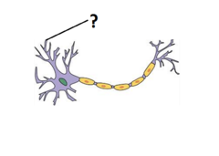 dendrites dendrites