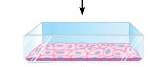 density dependent inhibition density dependent inhibition