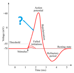 depolarization depolarization