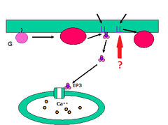 diacylglycerol (DAG) diacylglycerol (DAG)