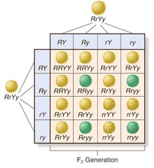 dihybrids dihybrids