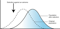 directional selection directional selection