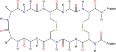 disulphide bridges disulphide bridges