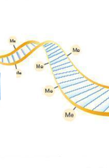 DNA methylation DNA methylation