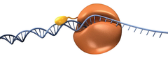 DNA polymerase DNA polymerase
