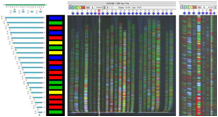 DNA sequencing DNA sequencing