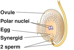 double fertilization double fertilization
