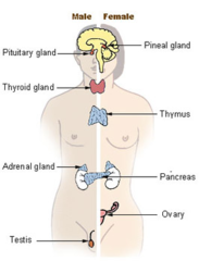edocrine glands edocrine glands