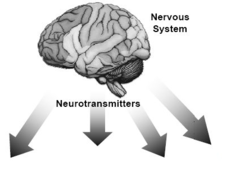 effector cells effector cells