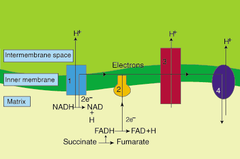 electron transport chain electron transport chain