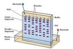 Electrophoresis Electrophoresis