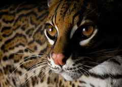 endangered species endangered species