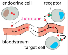 endocrine signaling endocrine signaling