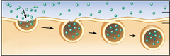 endocytosis endocytosis