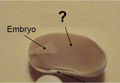 endosperm endosperm