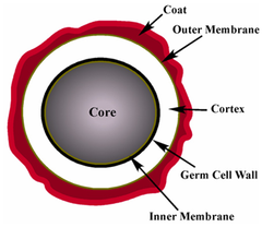 endospore endospore