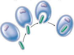 endosymbiotic theory endosymbiotic theory