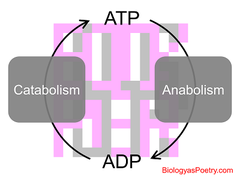 energy coupling energy coupling