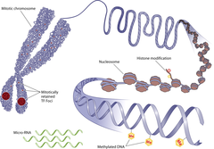 epigenetic inheritance epigenetic inheritance