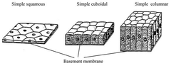 epithelial tissue epithelial tissue