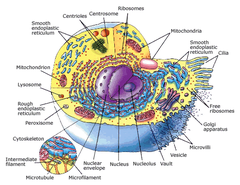 eukaryotic cells eukaryotic cells
