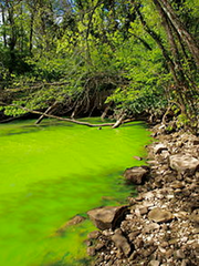 eutrophication eutrophication