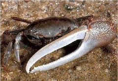 evolutionary adaptation evolutionary adaptation