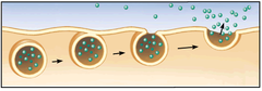 exocytosis exocytosis