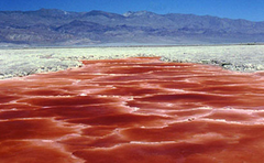 extremophiles extremophiles