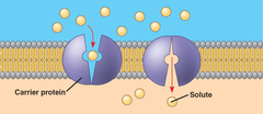 facilitated diffusion facilitated diffusion