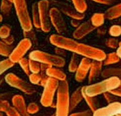 facultative anaerobes facultative anaerobes