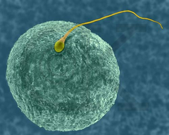 fertilization fertilization