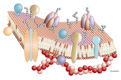 fluid mosaic model fluid mosaic model