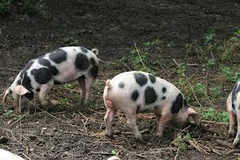 foraging foraging