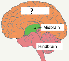 forebrain forebrain