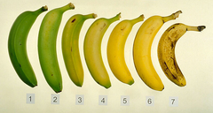 fruit ripening fruit ripening