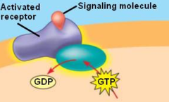 G-protein-linked receptor G-protein-linked receptor