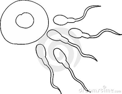 gametes gametes