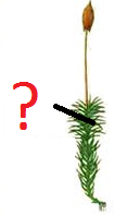 gametophyte gametophyte