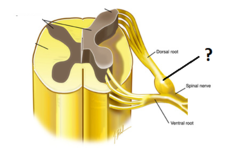 ganglion ganglion