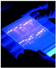 gel electrophoresis gel electrophoresis