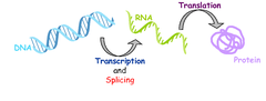 gene expression gene expression