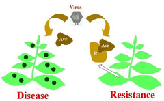 gene-for-gene recognition gene-for-gene recognition