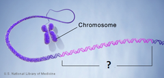 genes genes