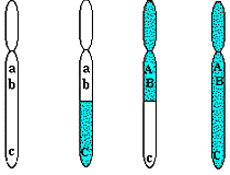 genetic recombination genetic recombination