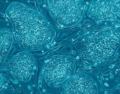 genomic equivalence genomic equivalence