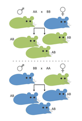 genomic imprinting genomic imprinting